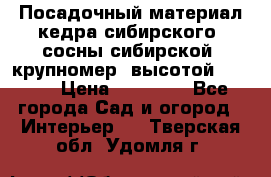 Посадочный материал кедра сибирского (сосны сибирской) крупномер, высотой 3-3.5  › Цена ­ 19 800 - Все города Сад и огород » Интерьер   . Тверская обл.,Удомля г.